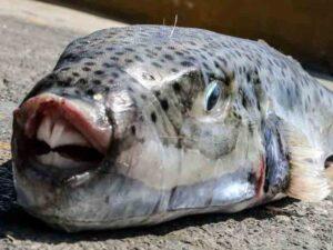 λαγοκέφαλος, λαγοκέφαλοι, lagokefalos, lagokefaloi, pufferfish, toadfish, Lagocephalus sceleratus, τετροδοτοξίνη, tetrodotoxin, δηλητηριώδη ψάρια, poisonous fish, ξενικά είδη, invasive species, επιθέσεις σε λουόμενους, pufferfish attacks, ελληνικές θάλασσες, greek seas, Αττική, Attica, πρώτες βοήθειες, first aid, δάγκωμα λαγοκέφαλου, pufferfish bite, Ερυθρός Σταυρός, Red Cross, SEO,