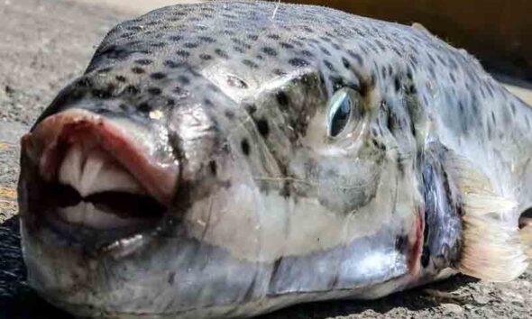 λαγοκέφαλος, λαγοκέφαλοι, lagokefalos, lagokefaloi, pufferfish, toadfish, Lagocephalus sceleratus, τετροδοτοξίνη, tetrodotoxin, δηλητηριώδη ψάρια, poisonous fish, ξενικά είδη, invasive species, επιθέσεις σε λουόμενους, pufferfish attacks, ελληνικές θάλασσες, greek seas, Αττική, Attica, πρώτες βοήθειες, first aid, δάγκωμα λαγοκέφαλου, pufferfish bite, Ερυθρός Σταυρός, Red Cross, SEO,