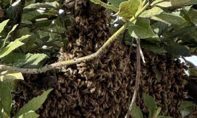 ΠΑΤΡΑ: Mέλισσες έστησαν "σπίτι" στο κέντρο της πόλης!