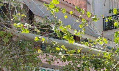 ΠΑΤΡΑ: Στη συμβολή Υψηλάντου και Κολοκοτρώνη, δέντρο πέφτει σε φορτηγό και ο οδηγός γλιτώνει από θαύμα