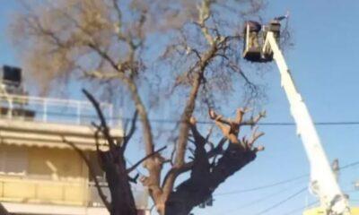 ΟΙΚΙΠΑ: Σταματήστε το «βάρβαρο» κλάδεμα των δέντρων της πόλης