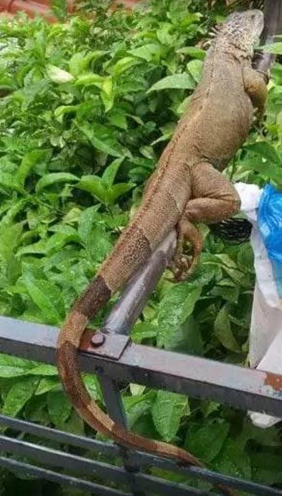 Απρόσμενη εμφάνιση ιγκουάνα στην Πάτρα - Καταγράφεται η συγκινητική προσπάθεια των περιοίκων για την ασφάλειά του