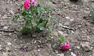 Ανεύθυνη πολιτισμική επίθεση στην πανεπιστημίουπολη της Πάτρας: Όλοι μαζί συνεχίζουμε!