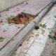 Αναστάτωση στους κατοίκους λόγω κοπής δένδρων για την ανακατασκευή πεζοδρομίων στην οδό Σκιάθου στα Ζαρουχλέϊκα, Πάτρα