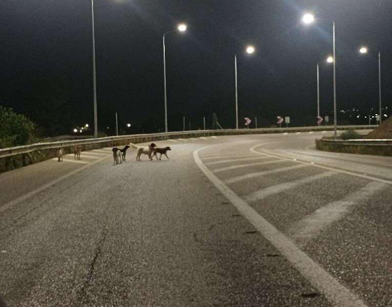 ΠΑΤΡΑ: Επιθετική αγέλη σκύλων και παράταση ζώων στο δρόμο στη στροφή της Κανελλοπούλου - ΦΩΤΟ