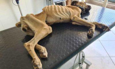 Θλιβερός τέλος για τον σκελετωμένο Boxer στη Ζαχάρω - Οι προσπάθειες των κτηνιάτρων δεν ήταν αρκετές