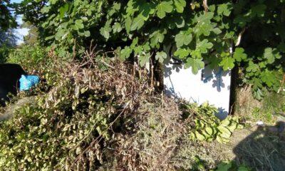 ΠΑΤΡΑ: Ανεπιθύμητη εικόνα στην πόλη - Σωροί κομμένων κλαδιών και σκουπιδιών δίπλα από κάδους - ΦΩΤΟ