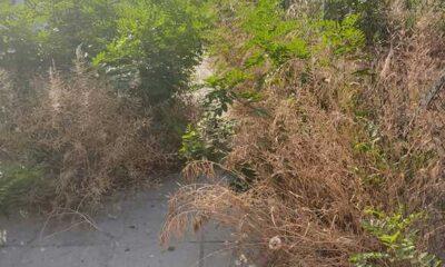 ΠΑΤΡΑ: Πράσινος Αχταρμάς - Χόρτα καλύπτουν τα πεζοδρόμια και προβληματίζουν τους πεζούς