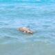 Νεκρή θαλάσσια χελώνα ξεβράστηκε στην ακτή των Νιφορείκων της Δυτικής Αχαΐας