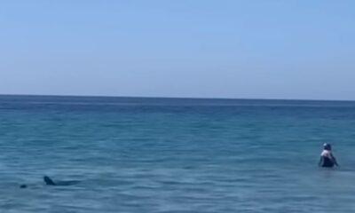 Δραματική στιγμή σε παραλία της Ισπανίας - Καρχαρίας επιτέθηκε σε λουόμενους στην Κόστα Μπλάνκα - ΒΙΝΤΕΟ