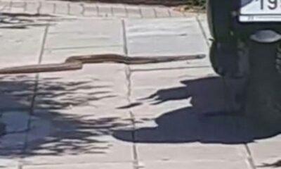 ΠΑΤΡΑ: Εμφάνιση μεγάλων φιδιών στην Οδό Ακρωτηρίου - Εντυπωσιακή σκηνή κοντά στην Τράπεζα Πειραιώς - ΦΩΤΟ