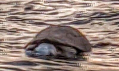 Θαλάσσια χελώνα νεκρή στην παραλία της Πλαζ στην Πάτρα - Ειδοποιημένο το Λιμενικό για Επέμβαση