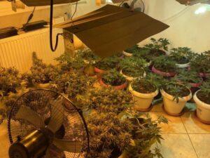 Συλλήψη 40χρονου στα Ψηλαλώνια της Πάτρας για καλλιέργεια χασίς σε διαμέρισμα