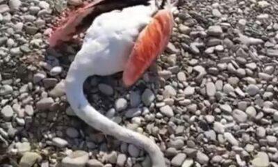 Μεσολόγγι: Δεκάδες νεκρά φλαμίνγκο από ηλεκτροπληξία στην περιοχή της Τουρλίδας - ΦΩΤΟ