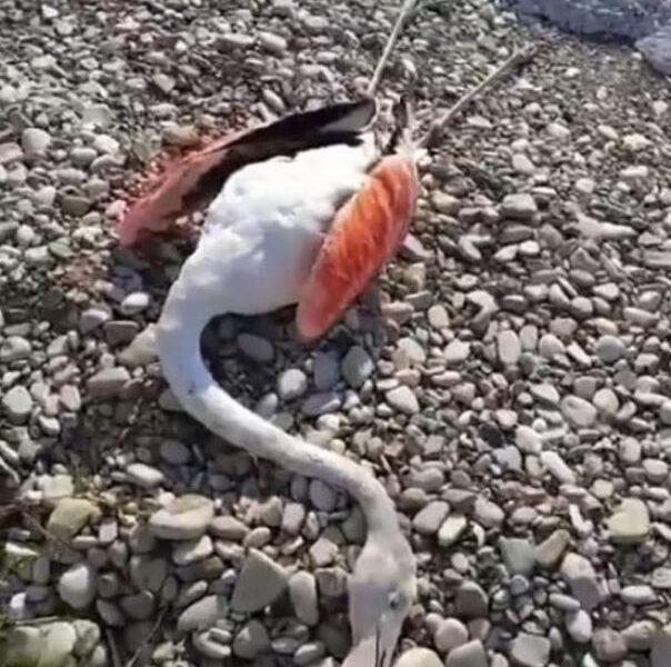 Μεσολόγγι: Δεκάδες νεκρά φλαμίνγκο από ηλεκτροπληξία στην περιοχή της Τουρλίδας - ΦΩΤΟ