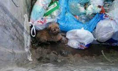 ΠΑΤΡΑ: Απάνθρωπο περιστατικό - Άνδρας πετάξει άθωο κουτάβι σε κάδο απορριμμάτων