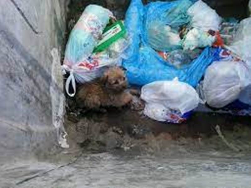 ΠΑΤΡΑ: Απάνθρωπο περιστατικό - Άνδρας πετάξει άθωο κουτάβι σε κάδο απορριμμάτων