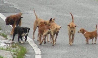 ΠΑΤΡΑ: Ανησυχία στις Δάφνες - Επιθετική αγέλη σκύλων δημιουργεί τρόμο στη γειτονιά