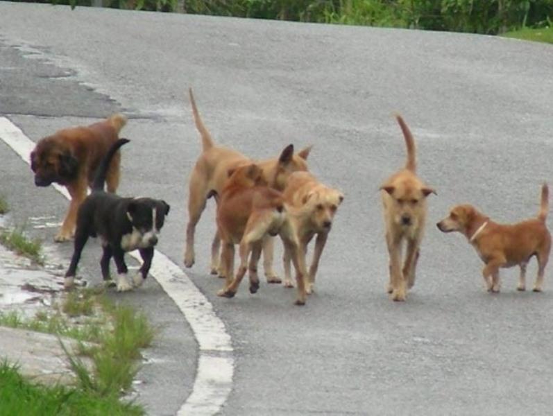ΠΑΤΡΑ: Ανησυχία στις Δάφνες - Επιθετική αγέλη σκύλων δημιουργεί τρόμο στη γειτονιά
