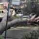 ΠΑΤΡΑ: Δένδρο Πέφτει σε ΙΧ Αυτοκίνητο στην Περιοχή του ΤΕΙ - Ζημιές στο Όχημα και Άμεση Επέμβαση Αρχών