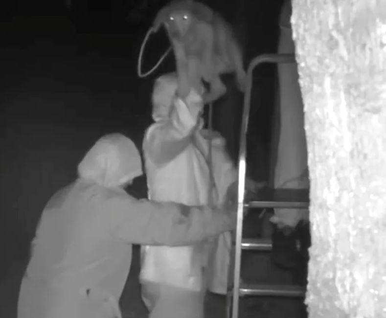 Σοκαριστική Κτηνωδία στην Κέρκυρα: Άνδρες Πετούν Σκυλιά σε Καταφύγιο ώστε να τα ξεφορτωθούν - ΒΙΝΤΕΟ