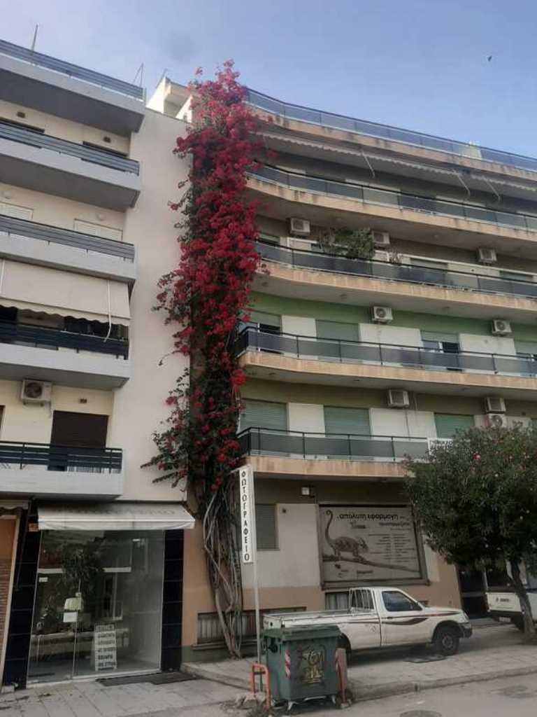 ΠΑΤΡΑ: Η Υπέροχη Μπουκαμβίλια - Ένα Άρωμα Ζωής στη Πολυκατοικία - ΦΩΤΟ