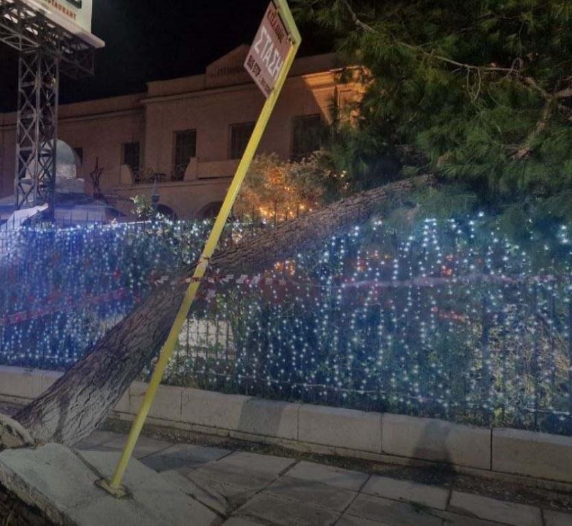ΠΑΤΡΑ: Δέντρα ξεριζώθηκαν και προκάλεσαν ζημιές στην Ακτή Δυμαίων