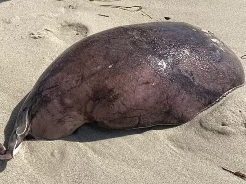 σαλαμάνδρα