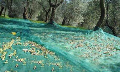 ΠΑΤΡΑ: Η Μεγάλη κλοπή που διαπράχθηκε κατά λάθος - Για παράνομη συγκομιδή ελιάς