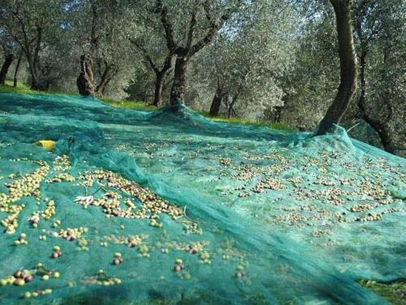 ΠΑΤΡΑ: Η Μεγάλη κλοπή που διαπράχθηκε κατά λάθος - Για παράνομη συγκομιδή ελιάς