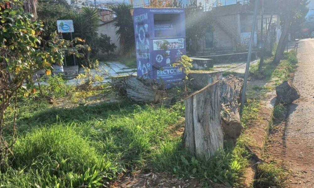 ΠΑΤΡΑ-Κοπή δέντρων: Δολιοφθορά ή ευθύνη του Δήμου; - ΦΩΤΟ
