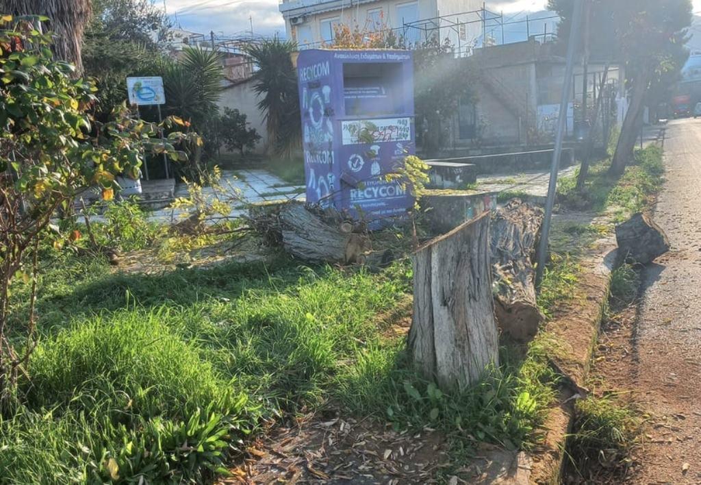 ΠΑΤΡΑ-Κοπή δέντρων: Δολιοφθορά ή ευθύνη του Δήμου; - ΦΩΤΟ
