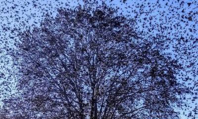 Ψαρόνια "χορεύουν" στον ουρανό της Πάτρας - ΦΩΤΟ