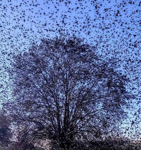 Ψαρόνια "χορεύουν" στον ουρανό της Πάτρας - ΦΩΤΟ