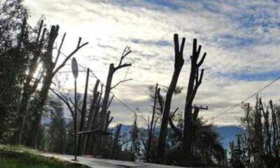 Κλάδεμα δέντρων στην Πάτρα: Καταστροφικές πρακτικές προκαλούν ανησυχία