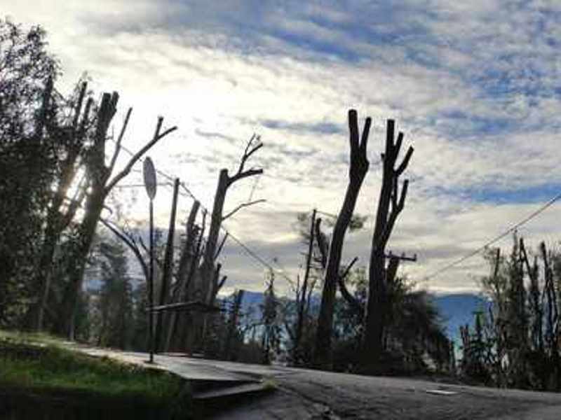 Κλάδεμα δέντρων στην Πάτρα: Καταστροφικές πρακτικές προκαλούν ανησυχία