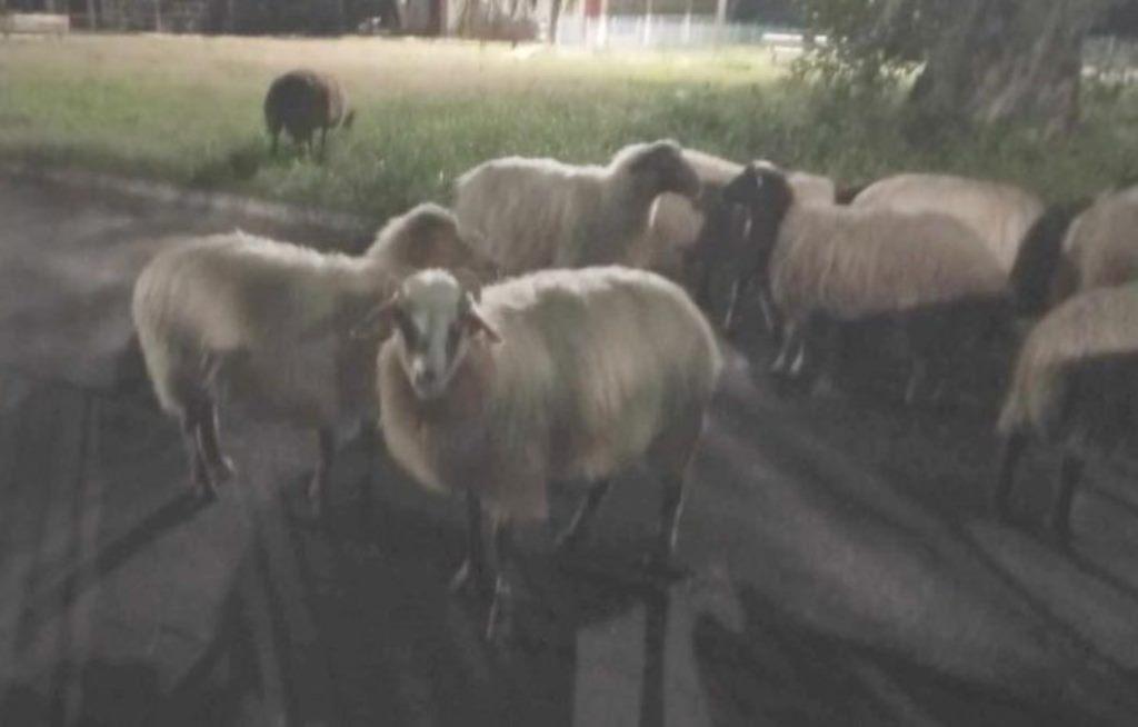 Κοπάδι Προβάτων Κατακτά την Πλαζ της Πάτρας: Σε Αναζήτηση Ιδιοκτήτη!