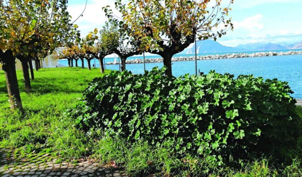 Η Μαρίνα της Πάτρας: Αναμονή για Ανάπτυξη και Ανάγκη Φροντίδας του Περιβάλλοντος