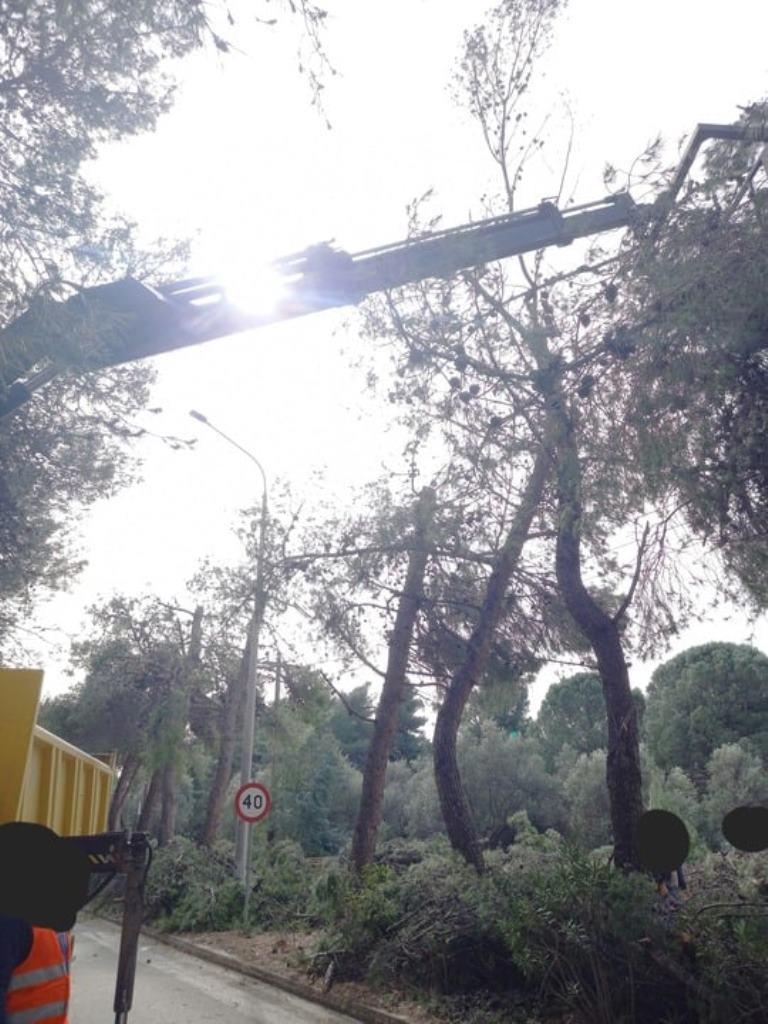 ΠΑΤΡΑ-ΔΕΔΔΗΕ: Συνεχίζονται τα Κλαδέματα Δέντρων με Προβληματικό Τρόπο – Κινητοποιήσεις και Καταγγελίες για Ενδεχόμενες Επιπτώσεις