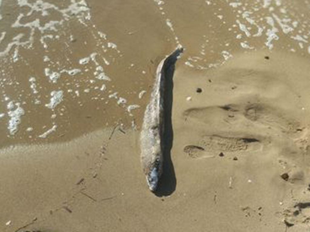 Ξεβράστηκε Σπάνιο Ψάρι Βίρνα στη Φάλαρη Μανωλάδα - ΦΩΤΟ