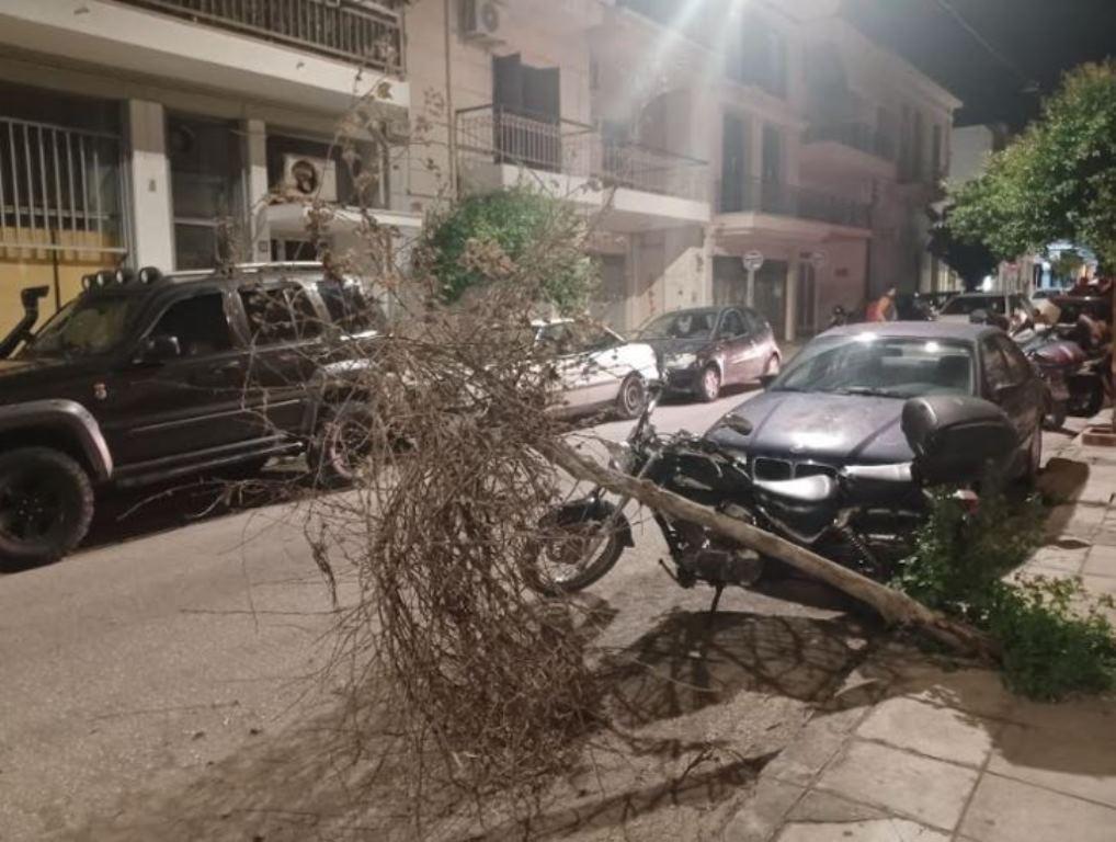Δέντρο στην οδό Σαχτούρη στην Πάτρα έπεσε λόγω ξηρασίας