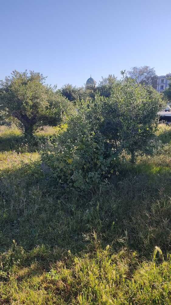 Νότιο Πάρκο Πάτρας: Χόρτα, Κουνουπιά και Αδιαφορία Δημιουργούν Αφόρητη Κατάσταση - ΦΩΤΟ