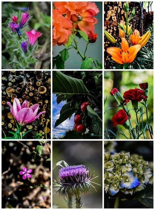 Μπουκέτο Ανοιξιάτικης Ζωής: Υπενθύμιση Ευθύνης και Ελπίδας για την Παγκόσμια Ημέρα Περιβάλλοντος