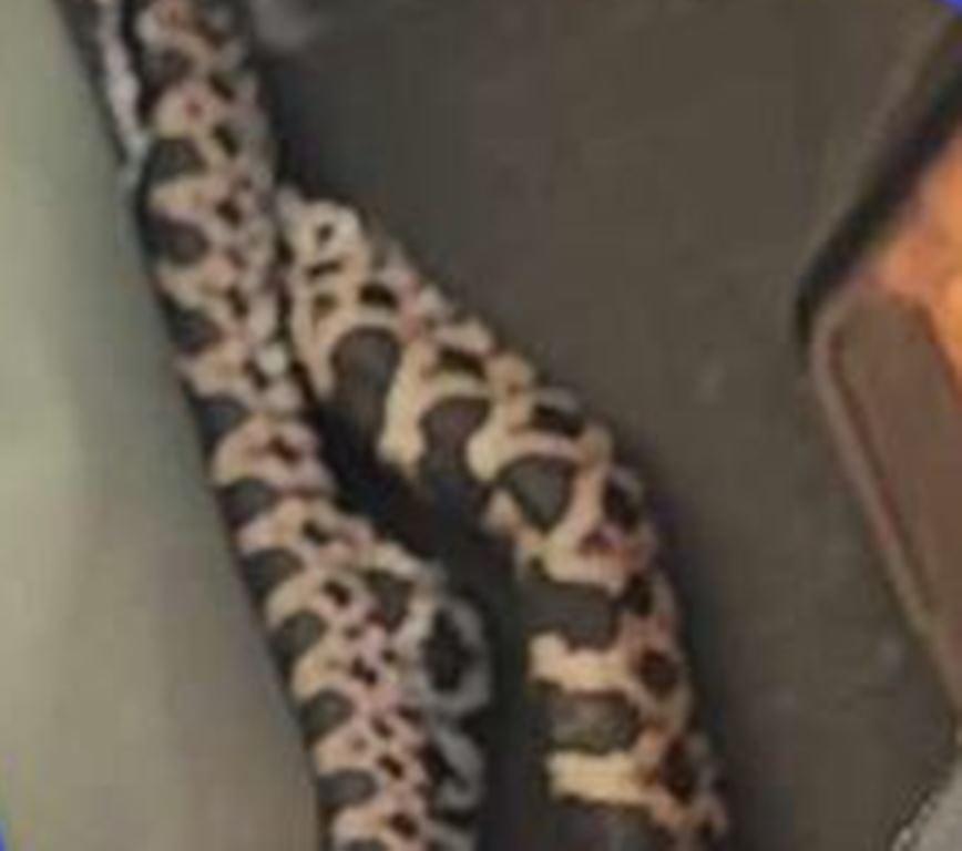 Νέο Περιστατικό με Φίδι στην Πάτρα: Έκπληξη για Οδηγό Δικύκλου στην Ακτή Δυμαίων - ΦΩΤΟ