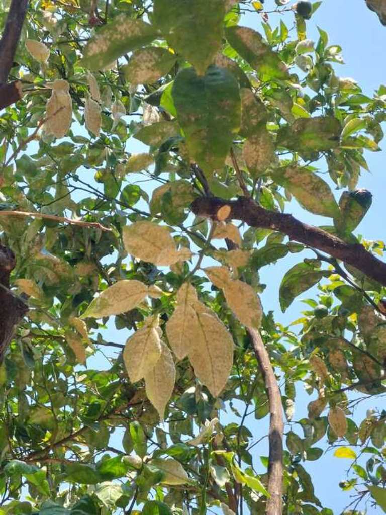 ΠΑΤΡΑ-Αγωνία για τα Δέντρα στην Τριών Ναυάρχων: Έλλειψη Άρδευσης και Κίνδυνος για το Πράσινο