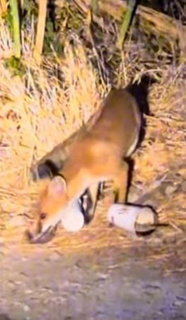 Αλεπού στο Ρίο: Η άγρια ζωή κάνει αισθητή την παρουσία της στην Πάτρα - ΦΩΤΟ