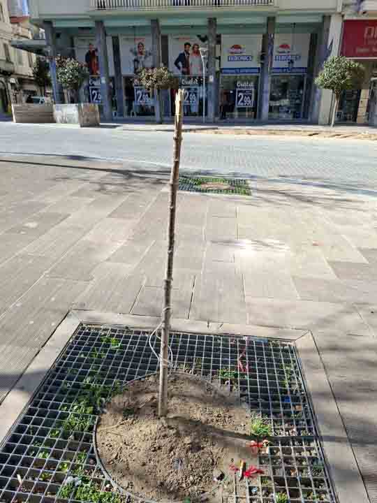 Πλατεία Γεωργίου, πράσινο, δέντρα, δενδροφύτευση, αποτυχία, αναζήτηση, 10 χρόνια, απογοήτευση, υποσχέσεις, φυσικό περιβάλλον, κατοίκοι, επισκέπτες, αστική αναβάθμιση