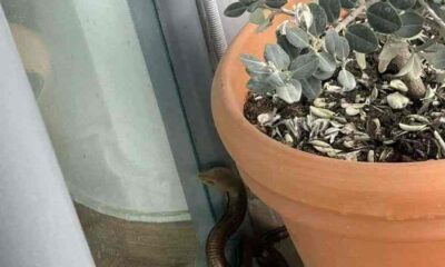 Ακρωτηρίου, τυφλίτης, φίδι, ερπετό, ιατρείο, είσοδος, Πυροσβεστική, απομάκρυνση, ασφάλεια, πολίτες, άγρια ζώα, εμφάνιση φιδιού, αστική περιοχή, περιστατικό, αναστάτωση, Κρήτη, περιστατικό με φίδι, πυροσβεστική παρέμβαση, δημόσια υγεία, προστασία πολιτών