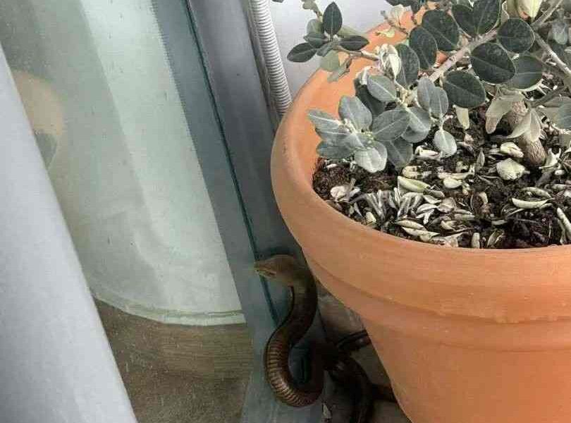 Ακρωτηρίου, τυφλίτης, φίδι, ερπετό, ιατρείο, είσοδος, Πυροσβεστική, απομάκρυνση, ασφάλεια, πολίτες, άγρια ζώα, εμφάνιση φιδιού, αστική περιοχή, περιστατικό, αναστάτωση, Κρήτη, περιστατικό με φίδι, πυροσβεστική παρέμβαση, δημόσια υγεία, προστασία πολιτών