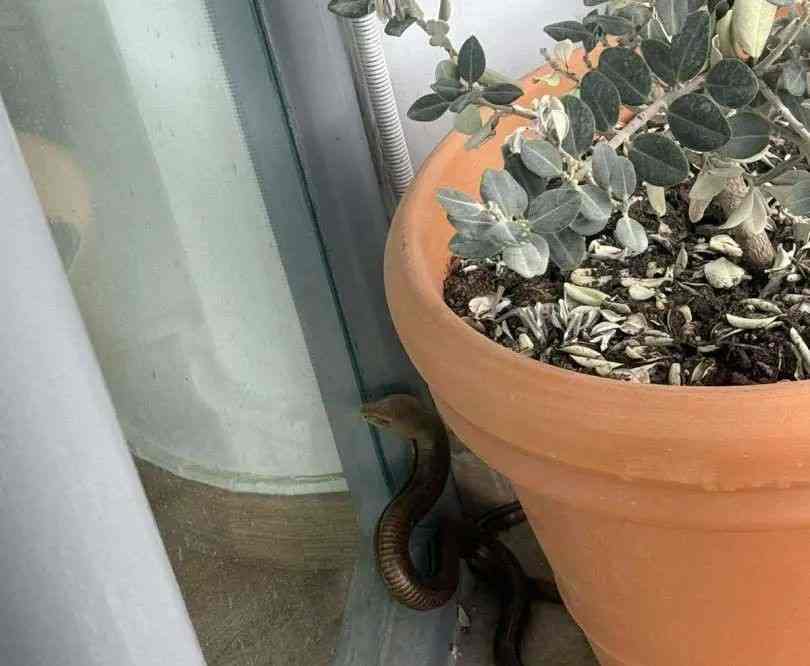 Ακρωτηρίου, τυφλίτης, φίδι, ερπετό, ιατρείο, είσοδος, Πυροσβεστική, απομάκρυνση, ασφάλεια, πολίτες, άγρια ζώα, εμφάνιση φιδιού, αστική περιοχή, περιστατικό, αναστάτωση, Κρήτη, περιστατικό με φίδι, πυροσβεστική παρέμβαση, δημόσια υγεία, προστασία πολιτών